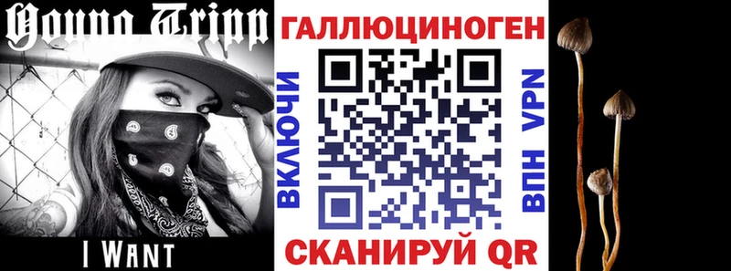 как найти закладки  Кувшиново  Псилоцибиновые грибы Psilocybe 